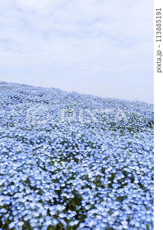 Nemophila Flowers in Full Bloom in Japan 113885191