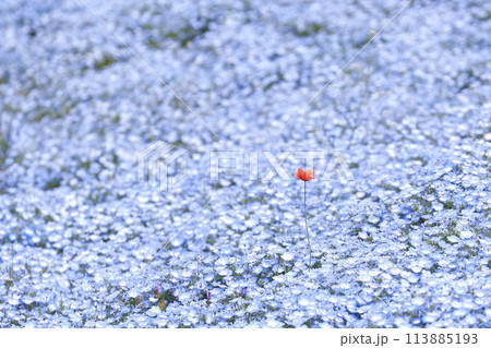Nemophila Flowers in Full Bloom in Japan 113885193