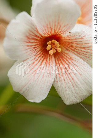 シナアブラギリの花 113885205