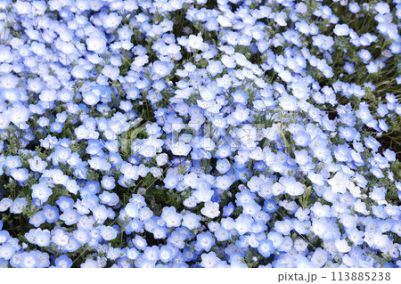 Nemophila Flowers in Full Bloom in Japan 113885238