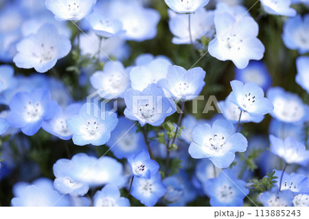 Nemophila Flowers in Full Bloom in Japan Nemophila Flowers in Full Bloom in Japan 113885243