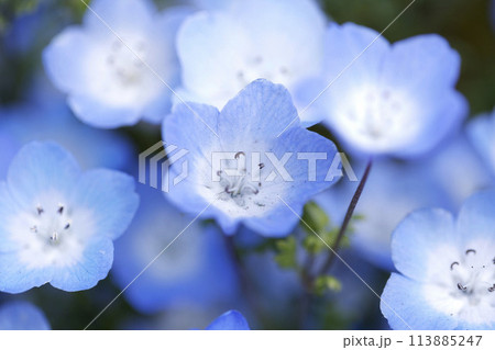 Nemophila Flowers in Full Bloom in Japan Nemophila Flowers in Full Bloom in Japan 113885247