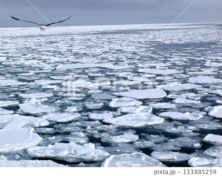 網走の流氷 113885259