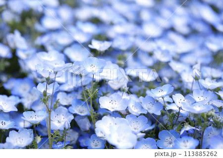 Nemophila Flowers in Full Bloom in Japan 113885262