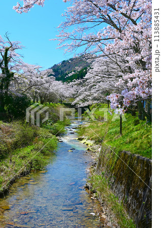 西口川　桜　西山橋　滝ヶ原アーチ石橋群　小松市 113885431