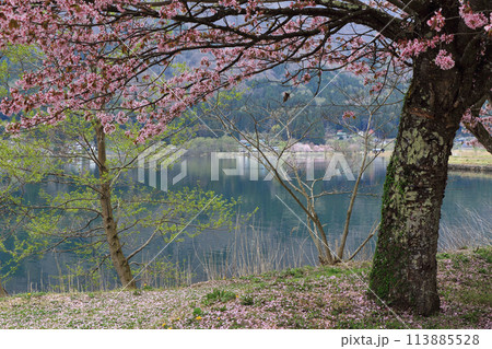 桜咲く春の木崎湖 113885528