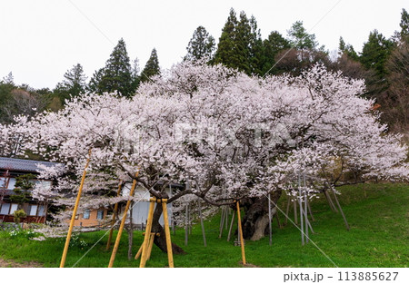 満開の臥龍桜 満開の臥龍桜 113885627