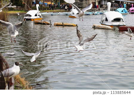 上野の公園に飛来したユリカモメ 113885644