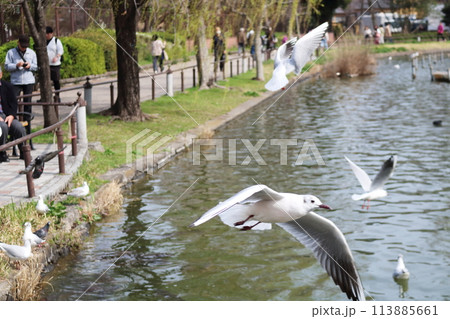 上野の公園に飛来したユリカモメ 113885661