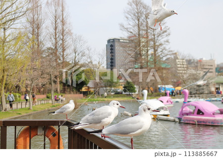 池のほとりに並ぶユリカモメ 池のほとりに並ぶユリカモメ 113885667