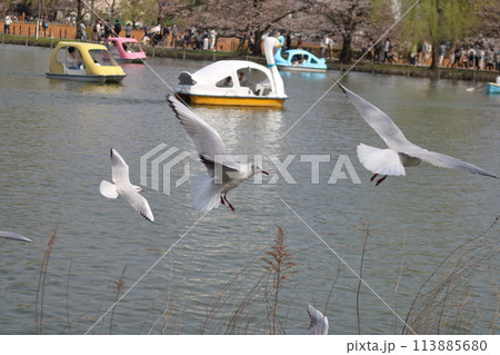上野の公園に飛来したユリカモメ 上野の公園に飛来したユリカモメ 113885680