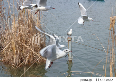 上野の公園に飛来したユリカモメ 上野の公園に飛来したユリカモメ 113885682