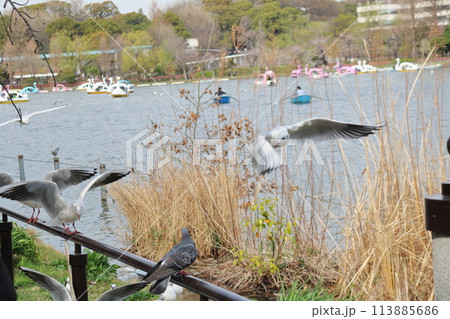 上野の公園に飛来したユリカモメ 上野の公園に飛来したユリカモメ 113885686