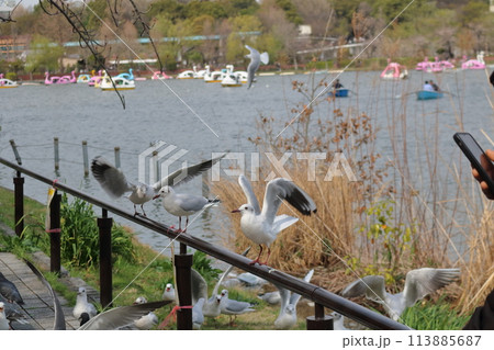 池の畔に集まっている水鳥たち 113885687