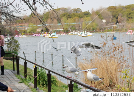 池の畔で餌を探す水鳥 池の畔で餌を探す水鳥 113885688