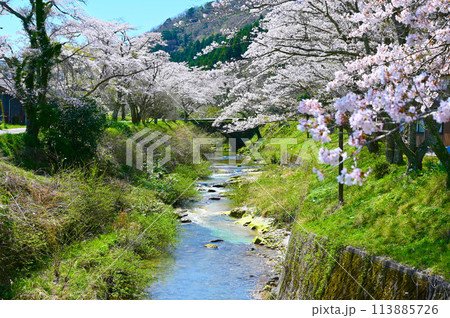 西口川 桜 西山橋 滝ヶ原アーチ石橋群 小松市 日本遺産 西口川 桜 西山橋 滝ヶ原アーチ石橋群 小松市 日本遺産 113885726