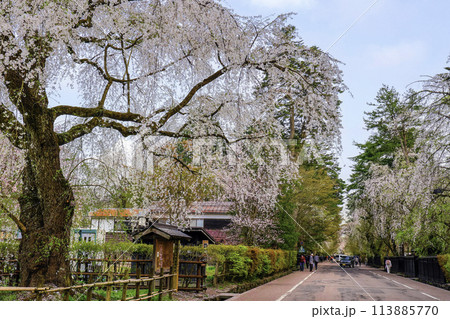 角館のシダレザクラと武家屋敷 角館のシダレザクラと武家屋敷 113885770