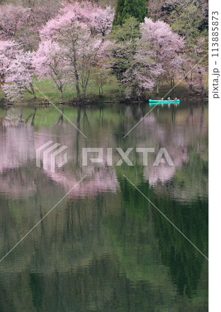 中綱湖　桜咲く春 113885873