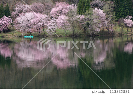中綱湖　桜咲く春 113885881