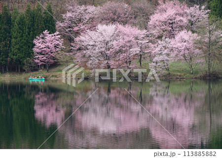 中綱湖　桜咲く春 113885882