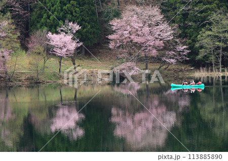 中綱湖　桜咲く春 113885890