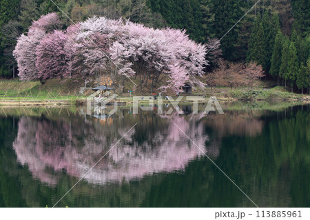 中綱湖 桜咲く春 中綱湖 桜咲く春 113885961