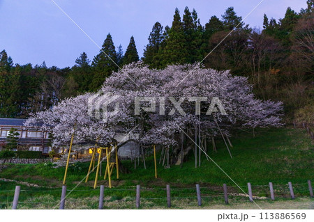 日没の臥龍桜 113886569