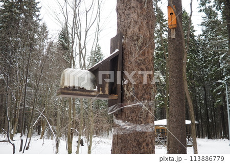 Hanging homemade feeder or platform for feeding birds and squirrels in winter and spring during hungry times. Feeders for birds and squirrels in a forest or city park. 113886779
