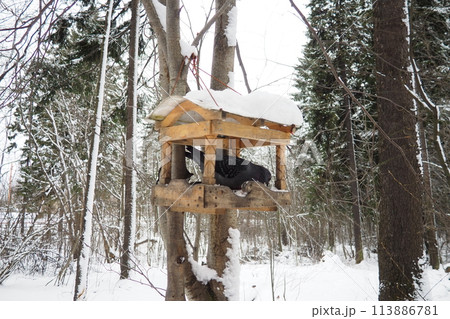 Hanging homemade feeder or platform for feeding birds and squirrels in winter and spring during hungry times. Feeders for birds and squirrels in a forest or city park. The pigeon is eating Hanging homemade feeder or platform for feeding birds and squirrels in winter and spring during hungry times. Feeders for birds and squirrels in a forest or city park. The pigeon is eating 113886781