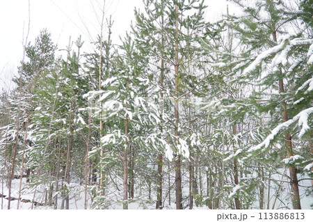 Pine forest in winter during the day in severe frost, Karelia. Snow on the coniferous branches. Frosty sunny weather anticyclone. Scots pine Pinus sylvestris is a plant pine Pinus of Pine Pinaceae 113886813
