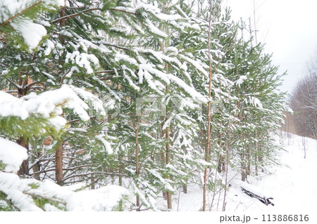Pine forest in winter during the day in severe frost, Karelia. Snow on the coniferous branches. Frosty sunny weather anticyclone. Scots pine Pinus sylvestris is a plant pine Pinus of Pine Pinaceae Pine forest in winter during the day in severe frost, Karelia. Snow on the coniferous branches. Frosty sunny weather anticyclone. Scots pine Pinus sylvestris is a plant pine Pinus of Pine Pinaceae 113886816