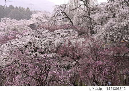 霧の中に咲く枝垂れ桜 113886841