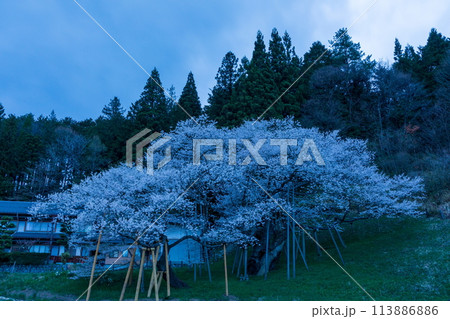 早朝の臥龍桜 早朝の臥龍桜 113886886