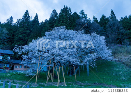 夜明の飛騨一之宮の臥龍桜 夜明の飛騨一之宮の臥龍桜 113886888