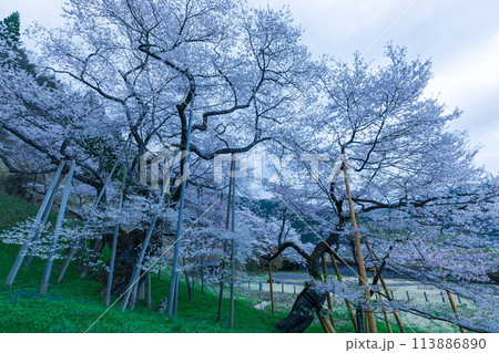 夜明のエドヒガンザクラ 夜明のエドヒガンザクラ 113886890