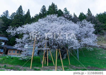 早朝の満開の臥龍桜 113886891