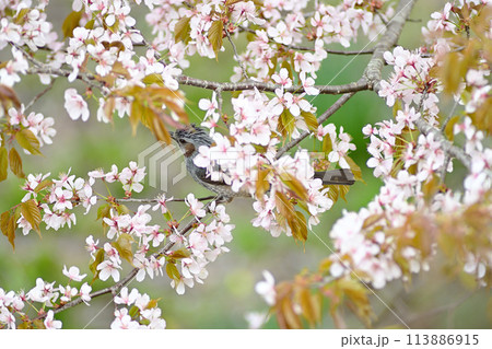 ヤマザクラを啄ばみに来たヒヨドリ 113886915