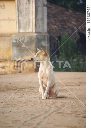 お座りするアジアの野良犬 113887424