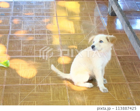 見上げる子犬 113887425