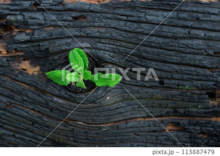 Life after death, green sprout on the coals after the fire. Rebirth of nature after the fire. Rebirth concept 113887479