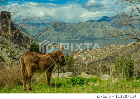 A brown donkey on the background of the stone wall of the Kotor fortress and the Bay of Kotor 113887514