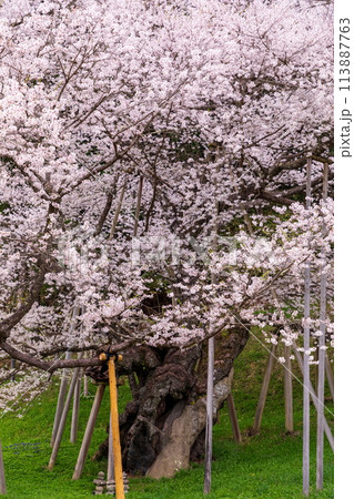 臥龍桜の巨根 113887763