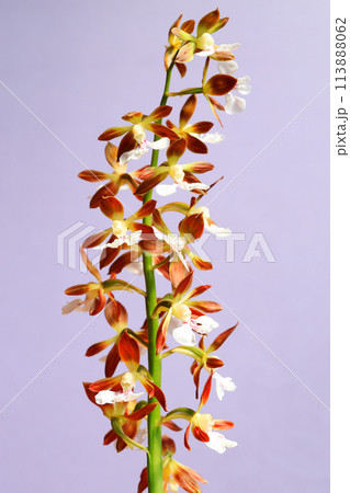 山野草エビネの花 113888062