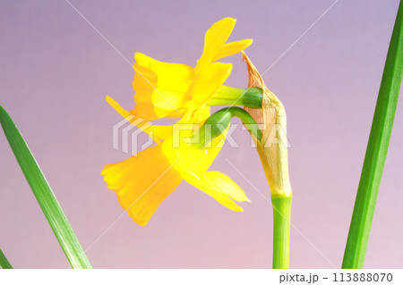 ミニラッパ水仙の花 ミニラッパ水仙の花 113888070