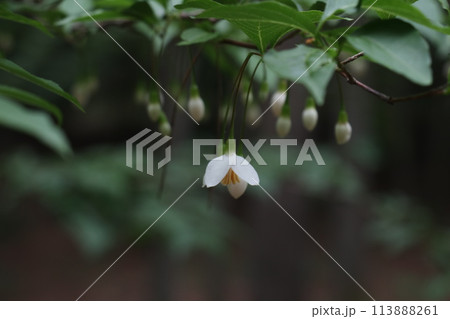 森に咲くエゴノキの花 森に咲くエゴノキの花 113888261