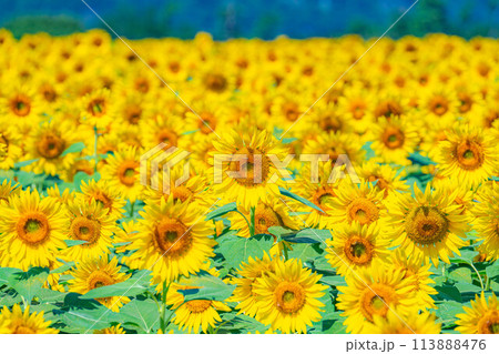 【夏素材】画角いっぱいのひまわりの花【山梨県】 【夏素材】画角いっぱいのひまわりの花【山梨県】 113888476