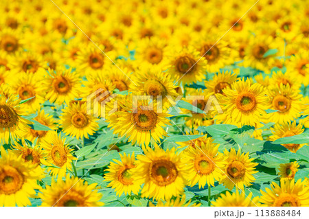 【夏素材】画角いっぱいのひまわりの花【山梨県】 113888484