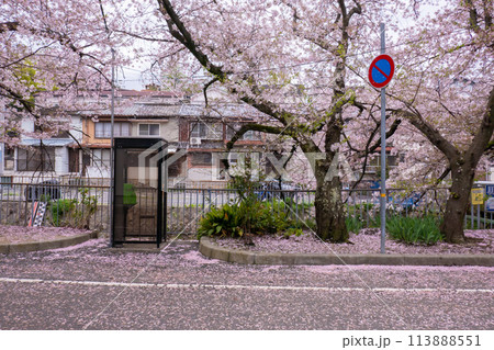 宇治川の桜 宇治川の桜 113888551