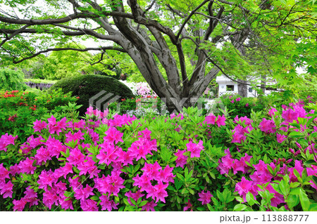 浅野公園のツツジ 113888777