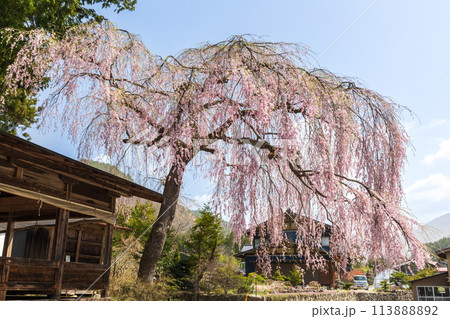 青屋神明神社の枝垂桜 青屋神明神社の枝垂桜 113888892